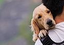 Se adjudica la tenencia de un perro a su cuidadora -no propietaria- por razones de bienestar del animal